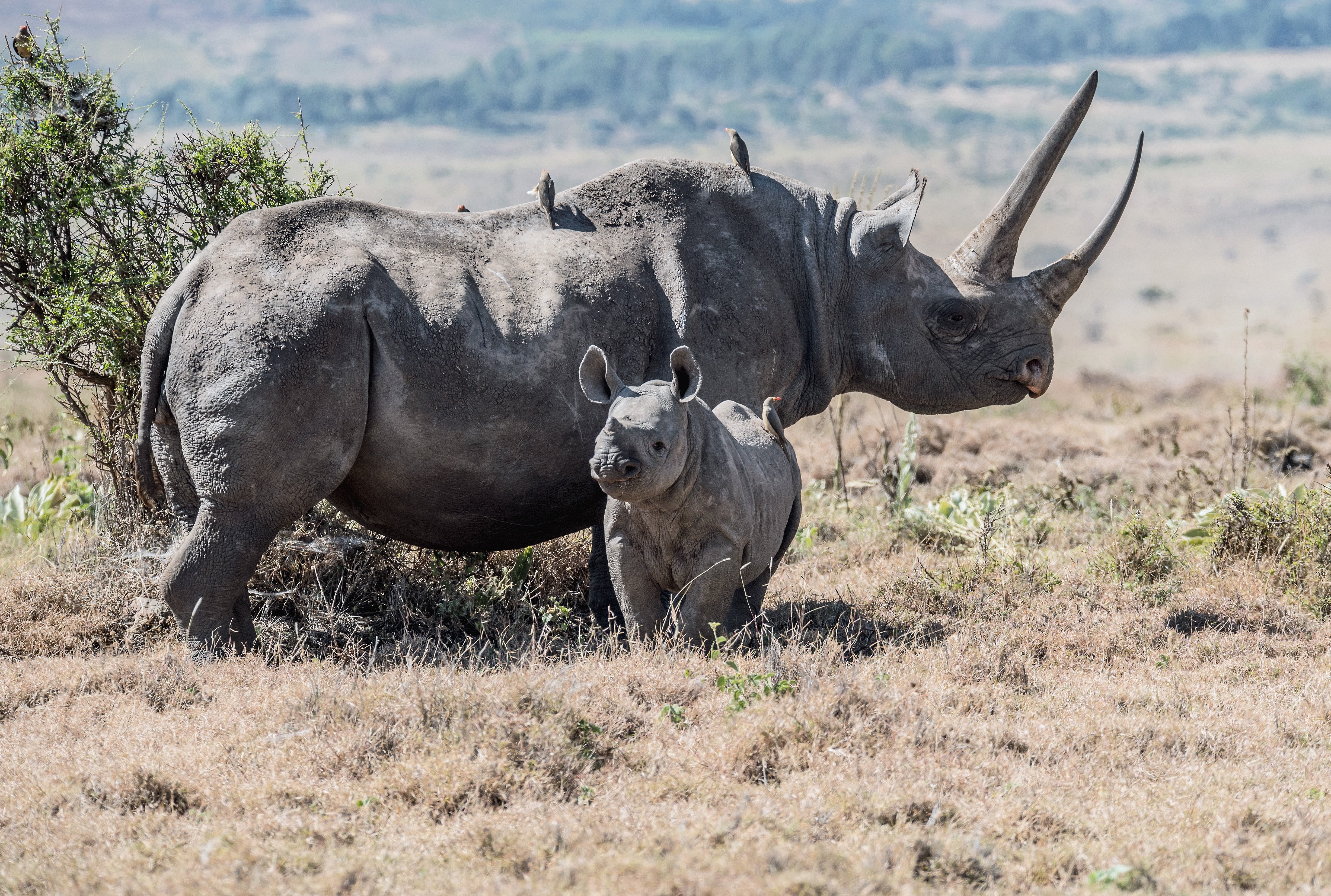 davidclode-rhino-9966467.jpg
